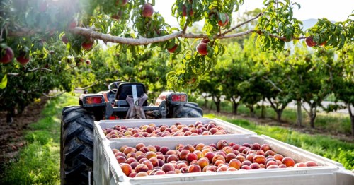 A tractor in an orchard filled with peach trees, loaded with freshly harvested peaches in a trailer.
