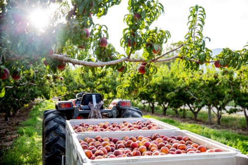 A tractor in an orchard filled with peach trees, loaded with crates of freshly picked peaches under sunlight.