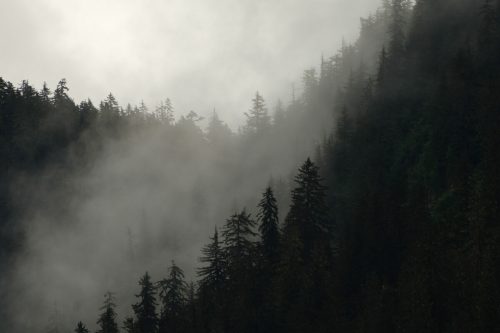 Fog envelops a dense forest of evergreen trees, creating a mysterious and serene atmosphere.