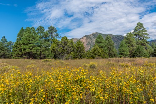 A vibrant field of yellow wildflowers in front of green trees and mountains under a blue sky with scattered clouds.
