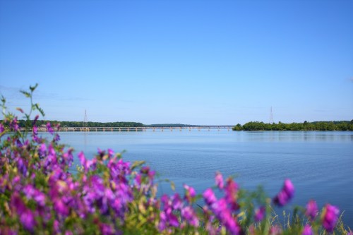 A serene lake scene with vibrant purple flowers in the foreground and a clear blue sky above.