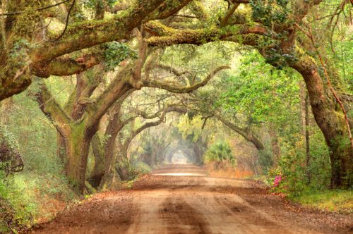 A serene dirt road lined with lush, arching trees, creating a natural canopy in a tranquil forest setting.