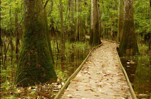 A wooden boardwalk winds through a lush, green swamp with tall trees and water reflecting the foliage.