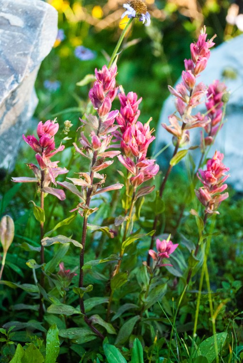 A cluster of vibrant pink wildflowers growing among green grass and rocks in a natural setting.