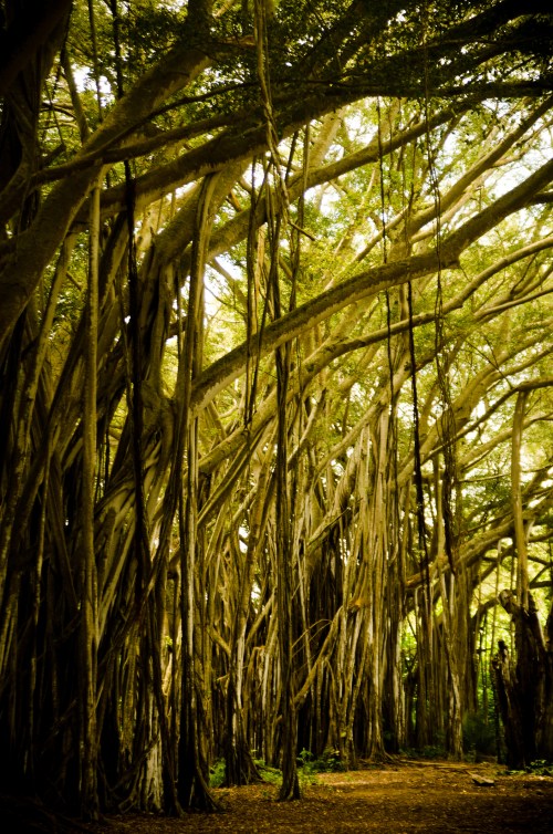 A dense forest with tall trees and intertwining branches, creating a lush, green canopy overhead.