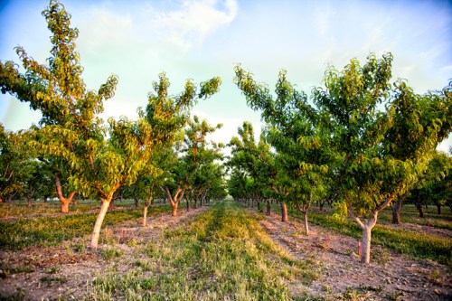 A row of lush green trees in an orchard, with a clear sky and sunlight illuminating the scene.