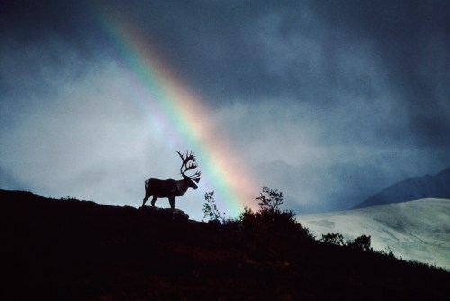 A silhouette of a reindeer stands against a backdrop of a rainbow and dark, cloudy mountains.