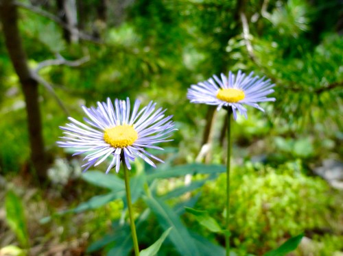 Two purple daisies with yellow centers stand tall amidst a lush green background.