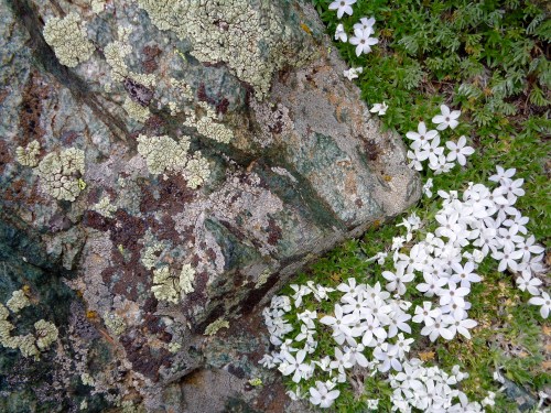 A textured rock covered in lichen beside a patch of small white flowers on green foliage.