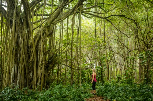A person stands in a lush, green forest, surrounded by tall trees and dense foliage. Sunlight filters through the leaves.