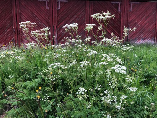 A lush patch of white flowering plants in front of a red wooden wall. Green grass and small yellow flowers are visible.