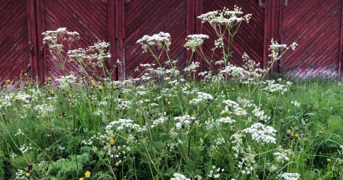 A field of white wildflowers in front of a red wooden fence, surrounded by lush green grass.