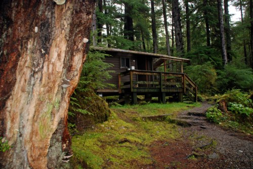 A rustic cabin nestled in a lush forest, surrounded by tall trees and greenery, with a wooden deck and pathway.