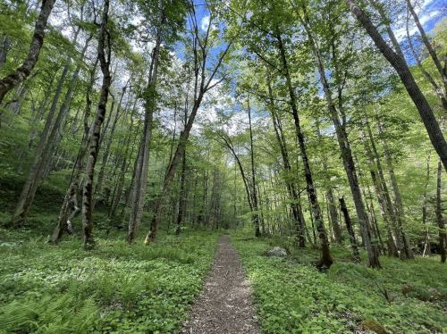 A serene forest path surrounded by tall green trees and lush undergrowth under a bright blue sky.