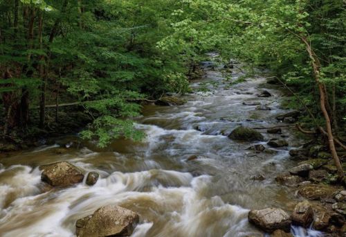 A flowing river with smooth water over rocks, surrounded by lush green trees and foliage.
