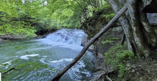 A serene river flows over rocks, surrounded by lush green trees and foliage.