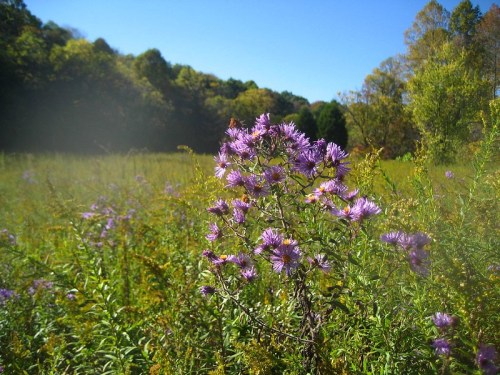 A cluster of purple wildflowers in a sunny meadow, surrounded by green foliage and trees in the background.