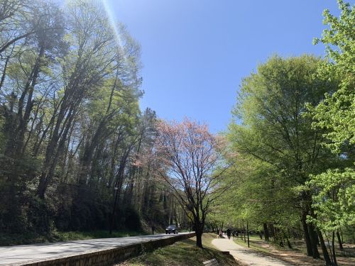 A sunny day in a park with trees, a blooming pink tree, and a path alongside a road.