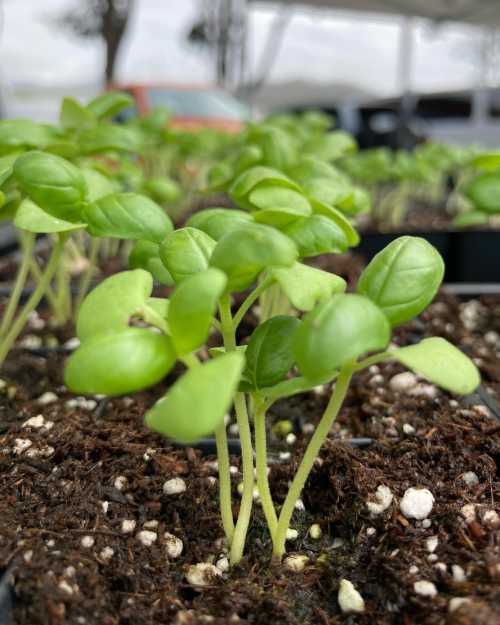 Close-up of young basil seedlings growing in dark soil, with vibrant green leaves reaching upward.