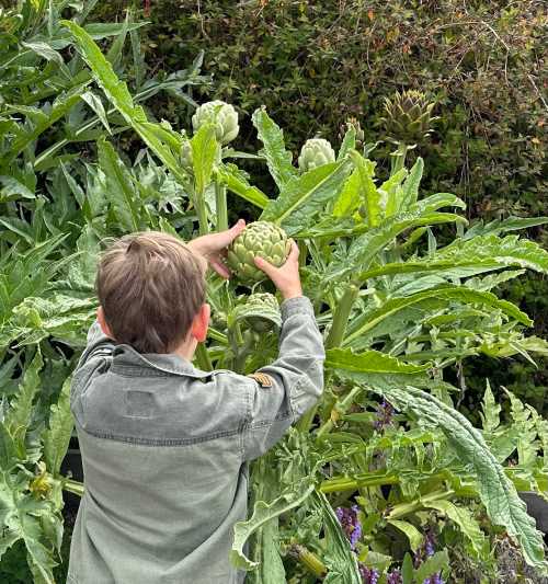 A child reaches up to touch large artichokes growing on a plant in a garden.