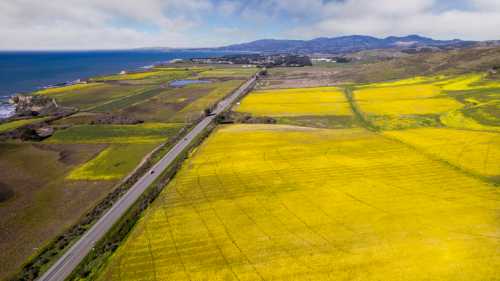 Aerial view of vibrant yellow fields along a coastal road, with mountains and ocean in the background.