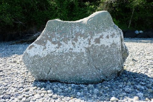 A large, textured rock covered in barnacles, surrounded by small pebbles on a beach with greenery in the background.