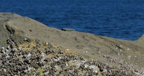 A rocky shoreline with barnacles and a smooth stone, set against a blue ocean background.
