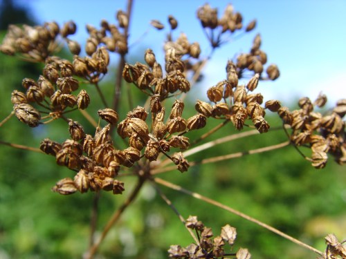 Close-up of dried seed pods on a plant, set against a blurred green background and blue sky.