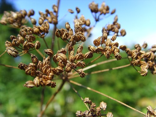 Close-up of dried seed pods on a plant, set against a blurred green background and blue sky.