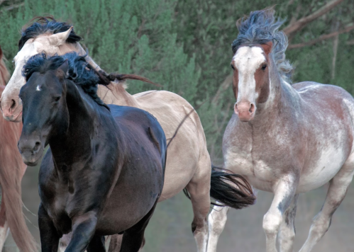 A group of horses galloping together, showcasing a mix of colors and flowing manes against a natural background.