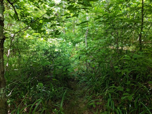 A narrow, overgrown path winding through dense green foliage and trees in a lush forest.