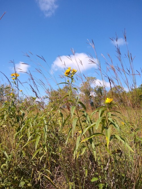 A field of tall grasses and wildflowers under a bright blue sky with a few fluffy clouds.