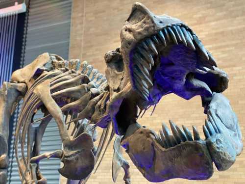 A close-up of a dinosaur skeleton with a large skull and sharp teeth, displayed against a brick wall.