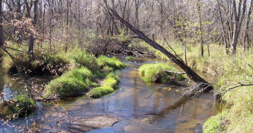 A serene stream flows through a wooded area, surrounded by lush green grass and bare trees.
