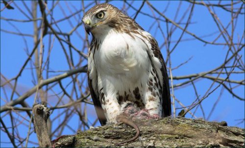 A hawk perched on a tree branch, holding a small prey, against a clear blue sky.