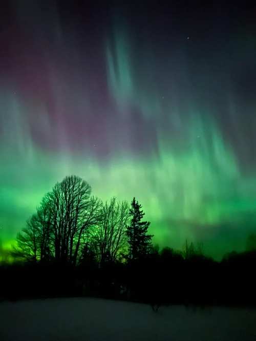 A vibrant aurora borealis lights up the night sky, casting green and purple hues above silhouetted trees.
