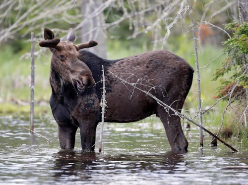 A moose standing in shallow water, surrounded by trees and greenery, with antlers visible on its head.