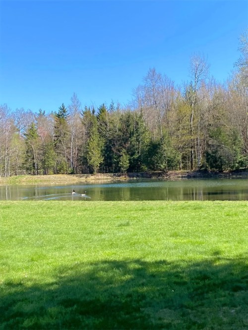 A serene pond surrounded by lush green grass and trees under a clear blue sky.