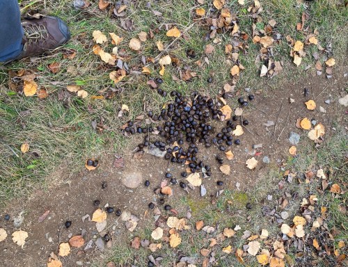 A cluster of dark seeds scattered on a dirt path, surrounded by fallen leaves and grass.