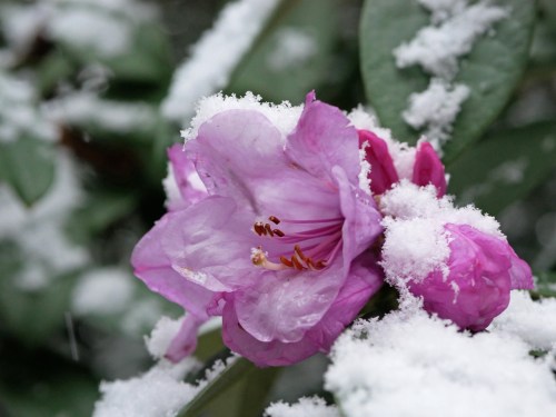 A pink flower covered in snow, surrounded by green leaves, creating a striking contrast in a winter setting.