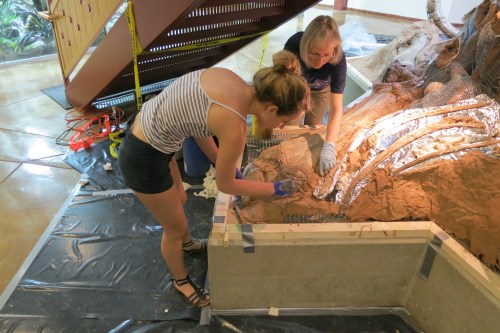 Two women work on a fossil display, carefully applying materials while surrounded by tools and protective coverings.