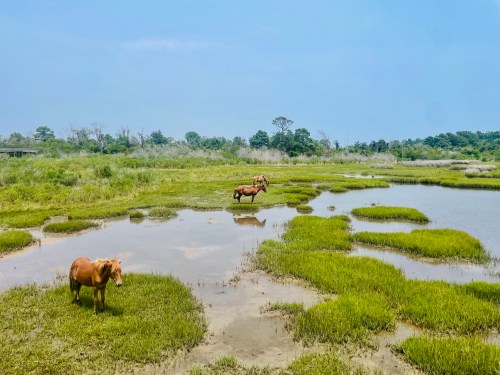 Two horses stand in a marshy area with green grass and shallow water under a clear blue sky.