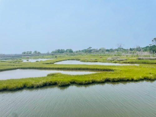Lush green marshland with winding water channels under a clear blue sky, featuring a distant boardwalk and trees.