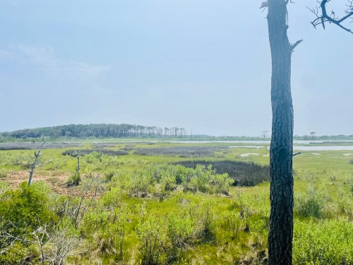 A serene wetland landscape with lush greenery, distant trees, and a hazy sky.