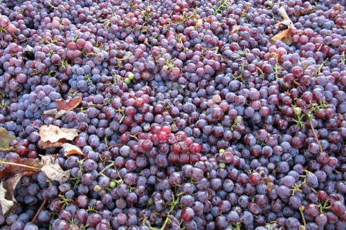 A close-up of a large pile of purple grapes scattered on the ground, mixed with a few leaves.