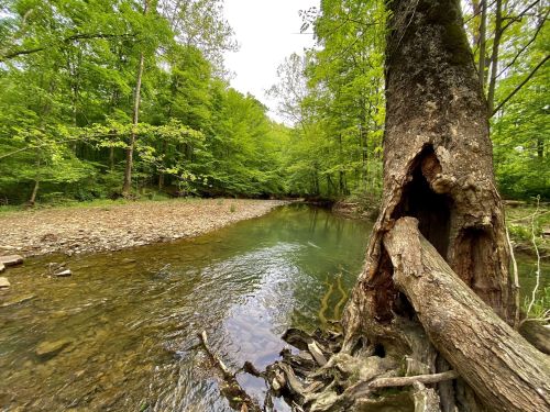 A serene river flows through a lush green forest, with a large tree trunk partially in the foreground.