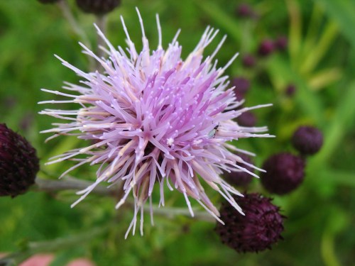 Close-up of a purple thistle flower with spiky petals, surrounded by green foliage and dark purple buds.