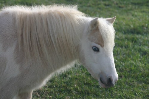 A close-up of a white pony with a light mane and one blue eye, standing in a grassy field.
