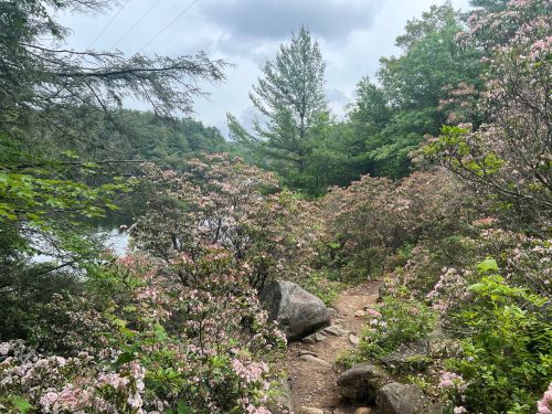 A scenic trail lined with blooming flowers and greenery, leading to a calm body of water under a cloudy sky.