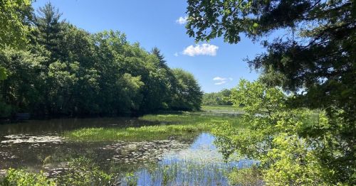A serene wetland scene with lush greenery, water lilies, and a clear blue sky dotted with clouds.
